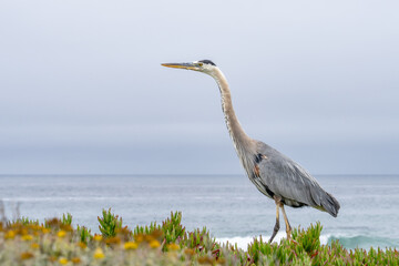 The great blue heron (Ardea herodias) is a large wading bird in the heron family Ardeidae. 17-Mile Drive on the Monterey Peninsula in California
