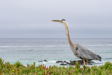 The great blue heron (Ardea herodias) is a large wading bird in the heron family Ardeidae. 17-Mile Drive on the Monterey Peninsula in California