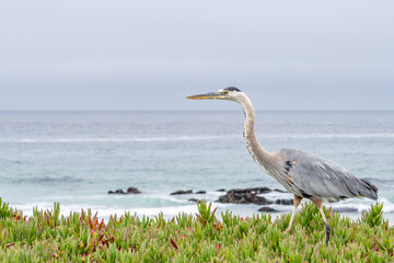 The great blue heron (Ardea herodias) is a large wading bird in the heron family Ardeidae. 17-Mile Drive on the Monterey Peninsula in California