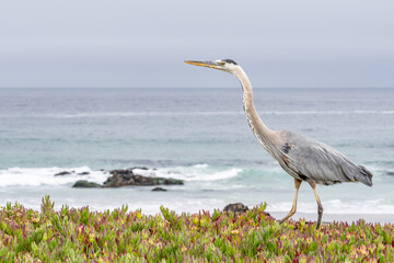 The great blue heron (Ardea herodias) is a large wading bird in the heron family Ardeidae. 17-Mile Drive on the Monterey Peninsula in California