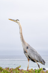 The great blue heron (Ardea herodias) is a large wading bird in the heron family Ardeidae. 17-Mile Drive on the Monterey Peninsula in California
