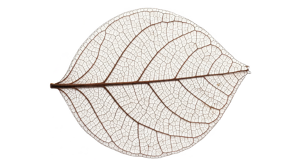 A detailed macro shot of a single leaf skeleton, revealing its delicate, intricate vein structure on a white background