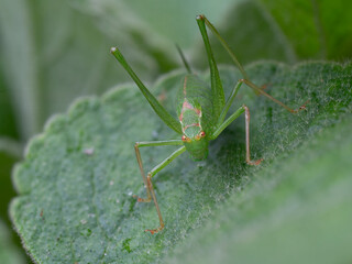 Fototapeta premium grasshopper