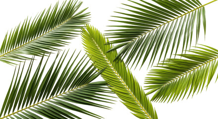 A detailed flat lay of various green palm fronds scattered on a clean bright white background.