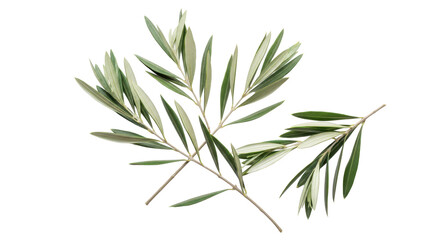 Obraz premium Fresh olive tree branches with slender leaves elegantly arranged on an isolated white background