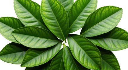 A beautiful arrangement of fresh green citrus leaves forming a circular pattern on a white background