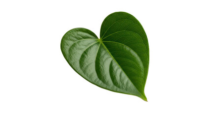 A single vibrant green heart-shaped leaf with detailed veins isolated on a white background.