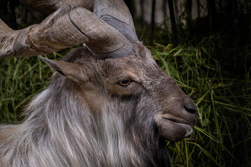 Majestic Markhor with Impressive Curved Horns