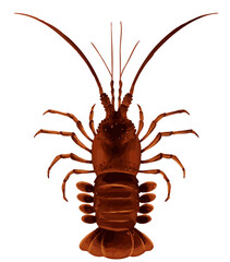 Obraz premium 正面から見た伊勢海老