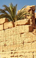 Palm tree rising behind ancient wall inscriptions in Karnak Temple in Luxor Egypt 28 February 2025
