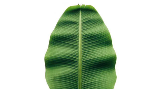 A single large banana leaf photographed vertically, filling the frame on a white background.