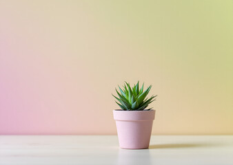 small succulent plant in pink pot with pastel background

