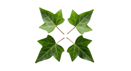A symmetrical arrangement of four fresh green ivy leaves forming a square pattern on a white background