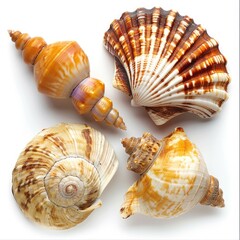 Obraz premium Four seashells, various shapes and colors, on white background