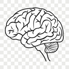 Illustration of a human brain anatomy isolated on white background for medical purposes