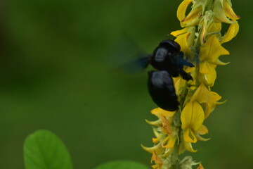 A large, black Tropical Carpenter Bee (Xylocopa) with iridescent wings pollinates a spike of yellow...
