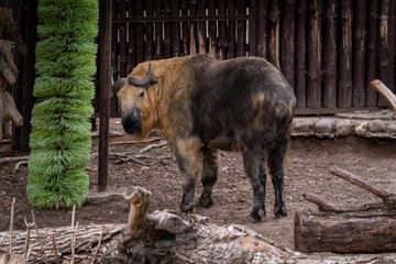Takin Standing in Enclosure Near Green Brush