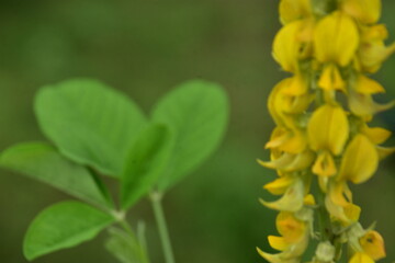 A large, black Tropical Carpenter Bee (Xylocopa) with iridescent wings pollinates a spike of yellow Crotalaria wildflowers in Bangladesh.