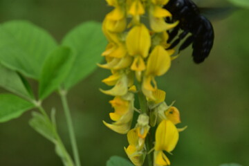 A large, black Tropical Carpenter Bee (Xylocopa) with iridescent wings pollinates a spike of yellow...
