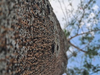 close-up photo of the trunk of a Flamboyant tree or Delonix regia
