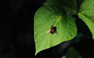 Honey Bee Resting on a Leaf in England