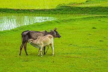 Calf suckling milk from mother cow, rural life moment