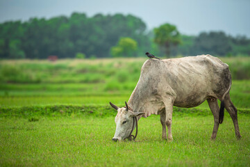 cows in the field
