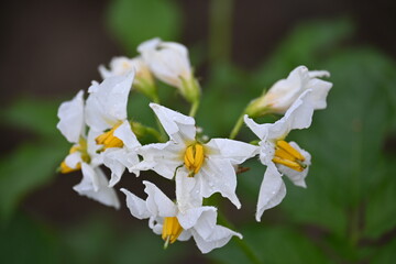The field of flowering potatoes during summer.White Flowers of a farmer field Grown Organic Potato Plant