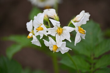 The field of flowering potatoes during summer.White Flowers of a farmer field Grown Organic Potato Plant