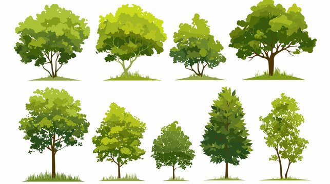 Variety of Trees: A vibrant collection of lush green trees. The illustration offers a fresh and diverse visual display, capturing a variety of forms and textures.