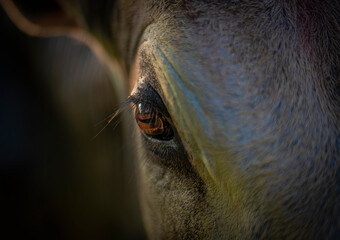 Cow eye macro with focus on eyelashes and sunlight reflection