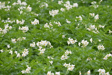The field of flowering potatoes during summer.White Flowers of a farmer field Grown Organic Potato...