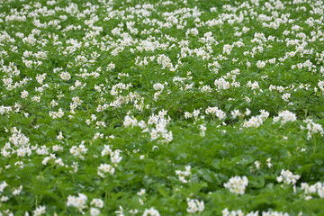The field of flowering potatoes during summer.White Flowers of a farmer field Grown Organic Potato...