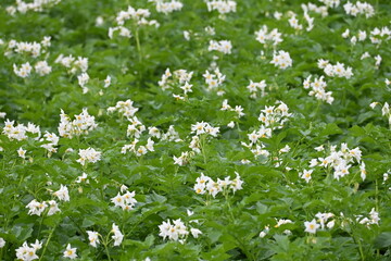 The field of flowering potatoes during summer.White Flowers of a farmer field Grown Organic Potato...