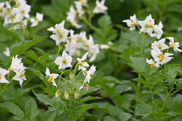 The field of flowering potatoes during summer.White Flowers of a farmer field Grown Organic Potato...