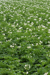 The field of flowering potatoes during summer.White Flowers of a farmer field Grown Organic Potato...