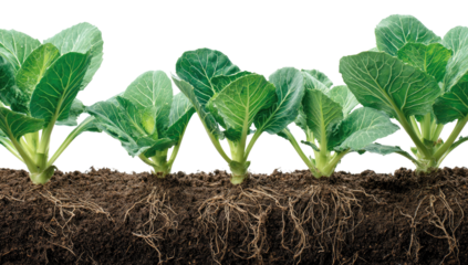 Close-up of young cabbage plants in a row, showing roots