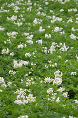 The field of flowering potatoes during summer.White Flowers of a farmer field Grown Organic Potato...