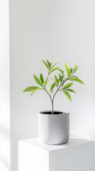 Minimalistic indoor plant with green leaves in white pot on pedestal