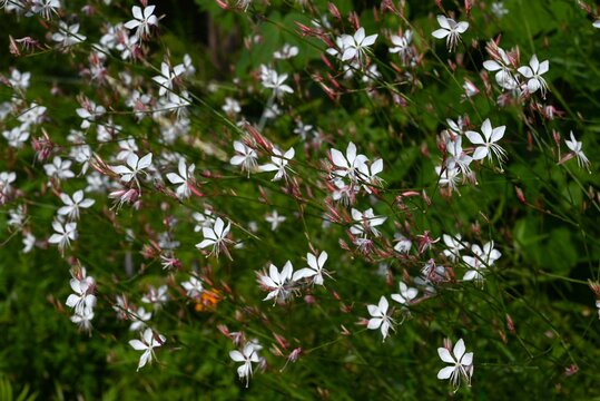 Gaura flowers. Onagraceae perennial plants. White four-petaled flowers bloom for a long period from early summer to autumn, providing a cooling sensation during the hot season.