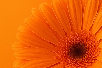 Vibrant Orange Gerbera Daisy Close-Up on Monochromatic Background