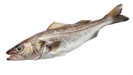fish on white background