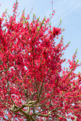 Vibrant red blossoms cover a tree branch in full bloom under a soft blue sky during springtime in Japan.