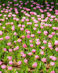 Neat rows of pink tulips bloom under the spring sun, creating a soft and vibrant floral field.

