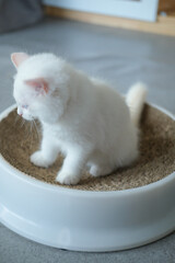 2 months old, ragdoll kitten on the cat scratching board, domestic cat