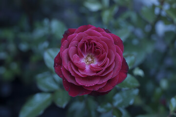Close up of a deep red rose with many petals in soft focus against a blurred green background