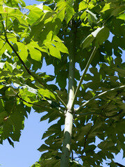 アオギリの緑葉と幹のコントラスト
