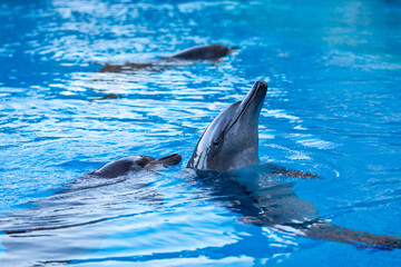 Naklejka premium dolphin in the water