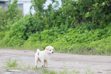 A white puppy is walking on the country road during the day