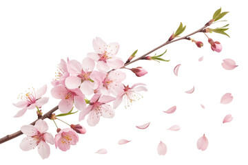 Obraz premium Delicate pink cherry blossom branch with falling petals isolated on transparent background